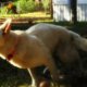 German Shepherd Rescue Jacksonville FL