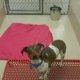 Gwinnett Company Animal Shelter