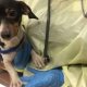 Humane Society rescues dogs