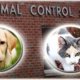 Huntington Animal Control