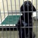 Jefferson County Animal Shelter