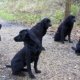 Lab puppies for sale in Jacksonville FL