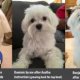 Little Dog Rescue Forum