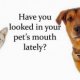 Low Cost Veterinary Jacksonville FL