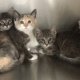 Milford Animal Shelter