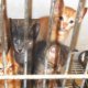Non euthanizing Animal Shelters