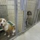 OKC Animal Shelters