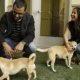 Orlando Humane Society dogs adoption