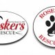 Pet Adoption Center in CT