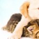 Pet Adoption Fort Myers FL
