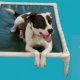 Pet Adoption Westchester NY