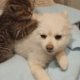 Pomeranian Puppy rescued