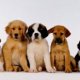 Puppies at the pound