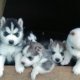 Puppies for sale in Pompano Beach FL