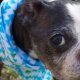 Senior dogs Rescue Florida