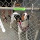 South Shore Animal Shelters