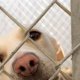 Syracuse SPCA adoption