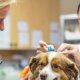 Veterinary jobs Jacksonville FL