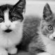Volusia County Pet Adoption