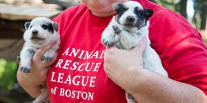 Puppies found at Westport, MA