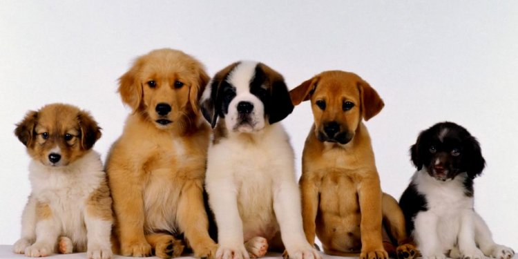 Puppies at the pound