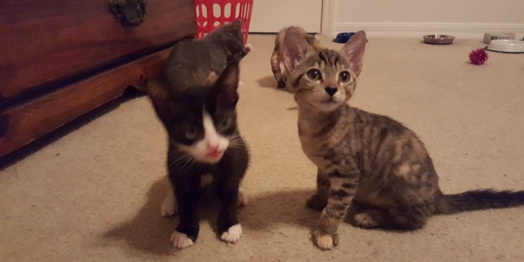 Orlando kittens