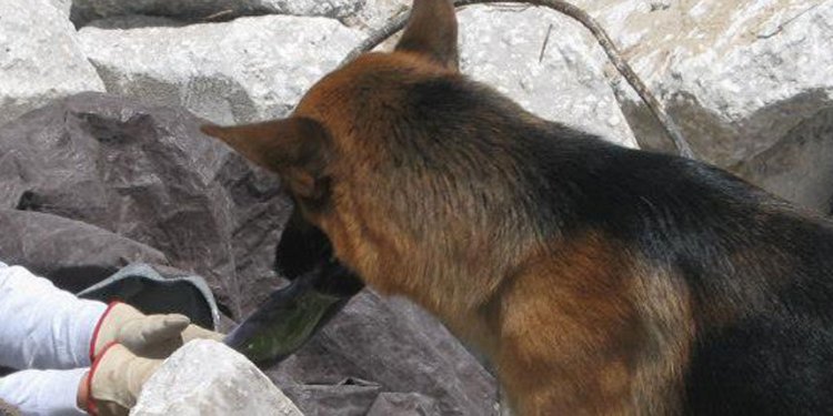 Rescue dogs Naples FL