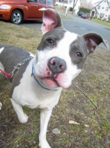 See Dasher now during the Trumbull dog shelter