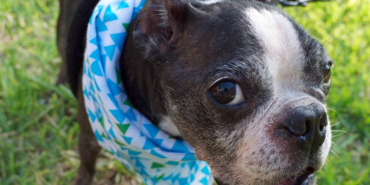 Senior dogs Rescue Florida