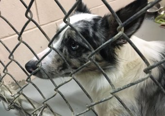 Several organizations teamed up to pull 59 dogs from a Grant County property. 22 of them are now in Mason with HART Animal Rescue. (FOX19 NOW)