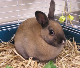 Single-Rabbit-Bunny-Playful-Pets