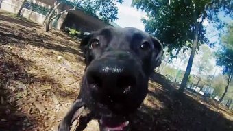 Still frame via Pinellas County Animal Services video