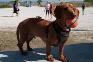 Ten Best Dog Parks in Broward County