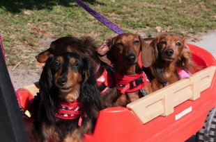 Ten Best Dog Parks in Broward County
