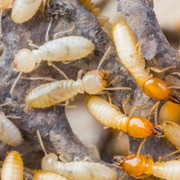 termite infested home in nassau county