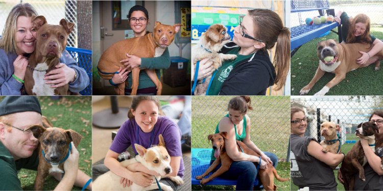Adoption dogs Orange County