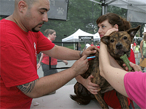 The Mayor's Alliance for NYC's Animals offers low-cost microchipping clinics in New York City, where your pet can receive this simple, potentially lifesaving service for only .