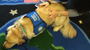 therapy-dog-1.jpg