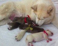 Adoption Puppies Orlando