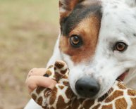 Animal abuse Center