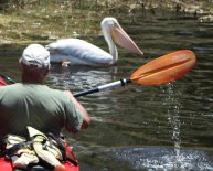 Animal Control Naples FL