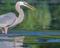 Animal Rescue in Orlando