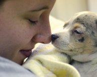 Animal Rescue Michigan