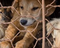 Animal Rescue on Long Island