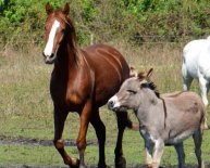 Animal Rescue South Florida