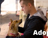 Animal Shelter Puppy Adoption