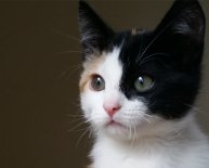 Animal Shelters for cats