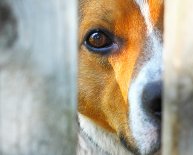 Animal Shelters in Central Florida