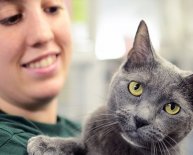 Animal Shelters in New York
