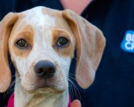 Animals Rescue Centres